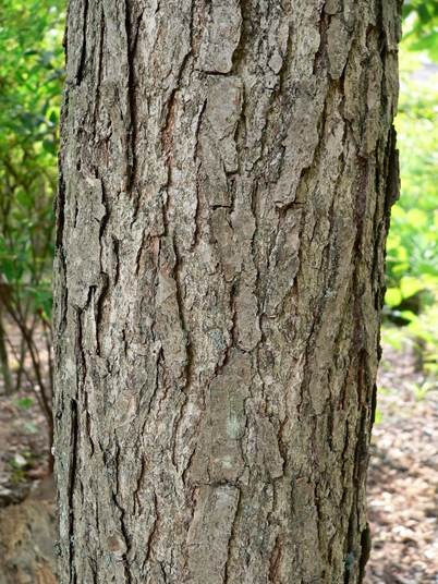 {Quercus bicolor}